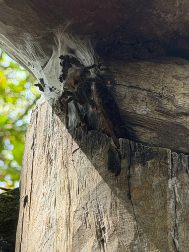 Pinktoe Tarantula