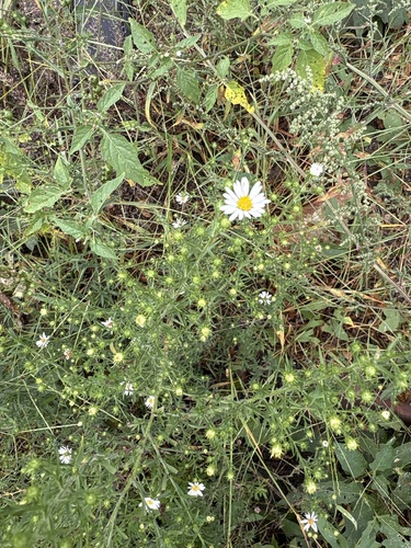 frost aster