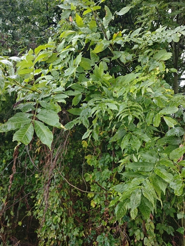 European ash
