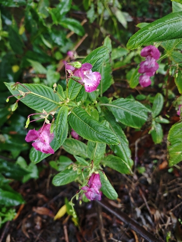 Himalayan balsam