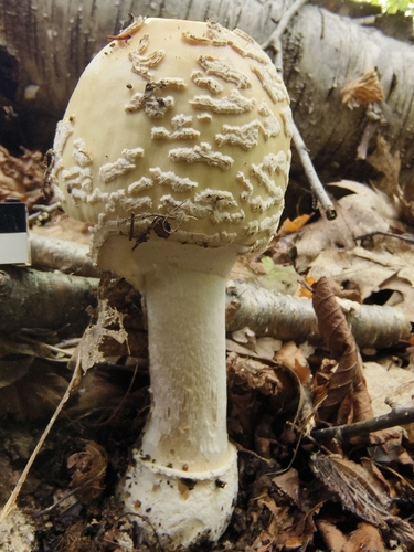 Great Funnel-Veil Amanita