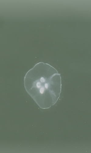 Common Moon Jelly