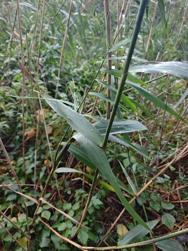 common reed