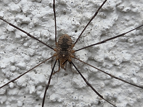 European Harvestman
