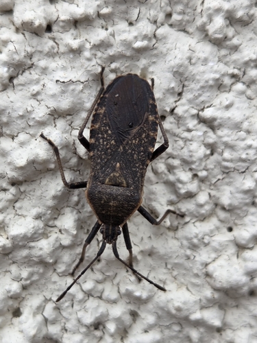Squash Bug