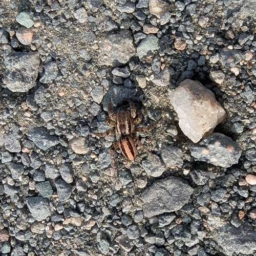 Phlegra fasciata