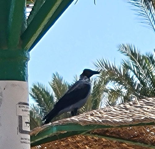 Hooded Crow