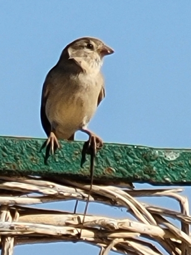 House Sparrow