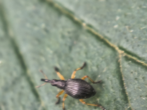 Protapion fulvipes