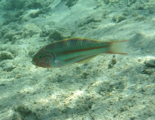 Klunzinger's Wrasse