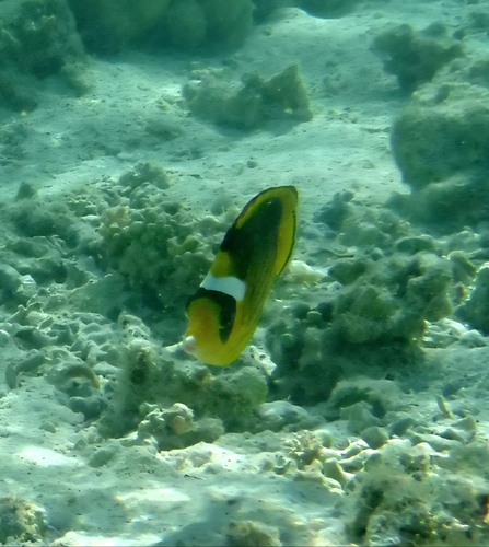 Red Sea Raccoon Butterflyfish
