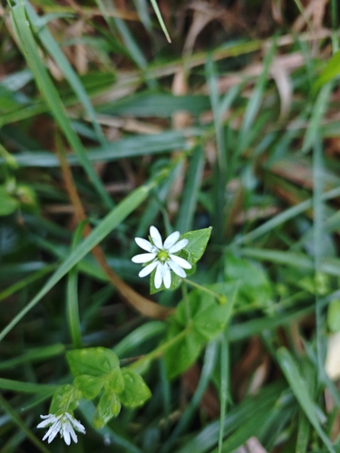 Water Chickweed