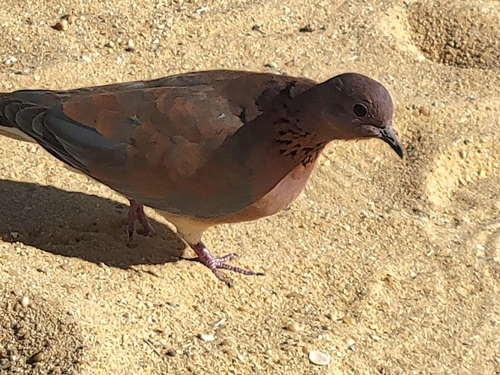 Laughing Dove