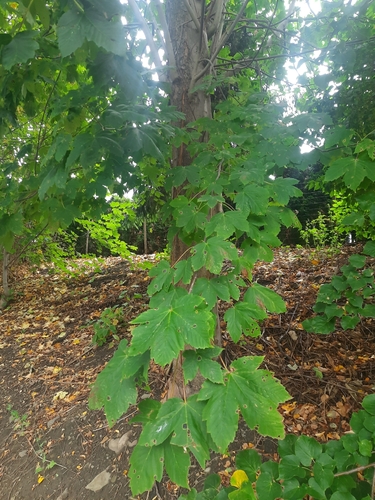 sycamore maple