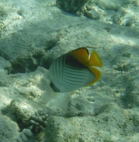 Threadfin Butterflyfish