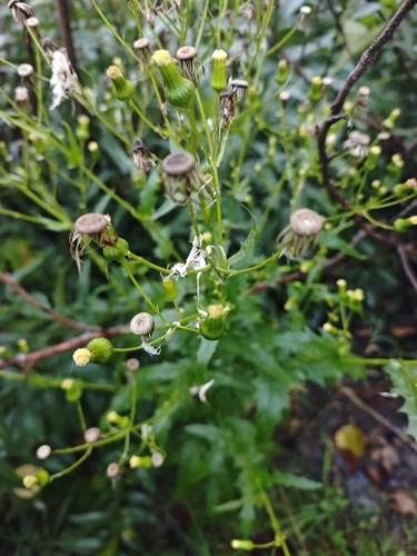 American burnweed