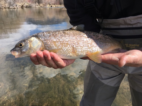 Mountain Whitefish
