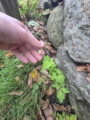 Welsh Poppy