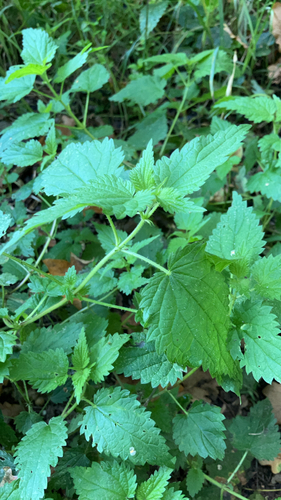 great stinging nettle