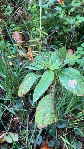 small balsam