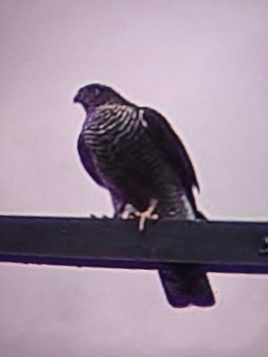Eurasian Sparrowhawk