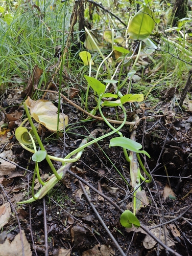 marsh calla