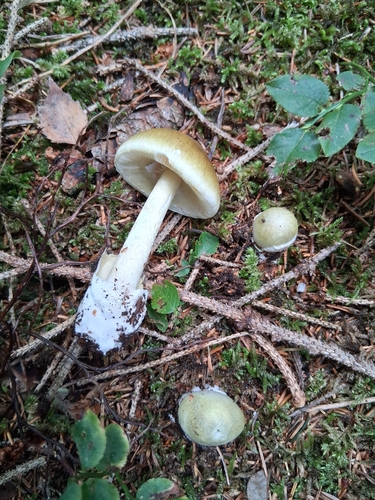 Deathcap