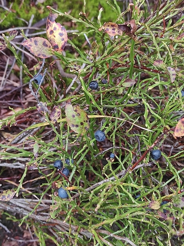 common bilberry