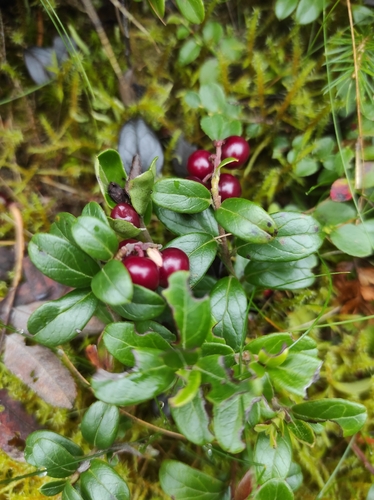 Lingonberry