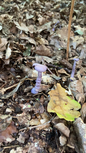Amethyst Deceiver