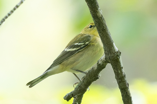 Bay-breasted Warbler