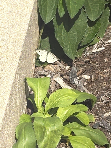 Small White