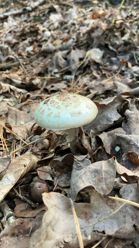 False Death-cap