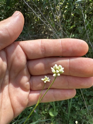 arrow-leaved tearthumb