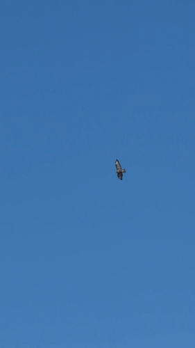 Common Buzzard