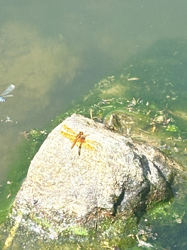 Eastern Amberwing