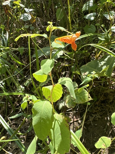 common jewelweed