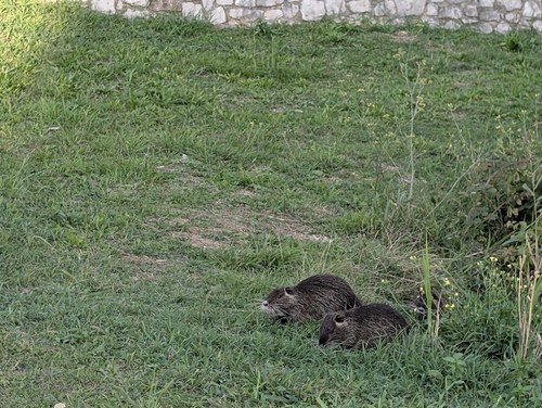 Coypu