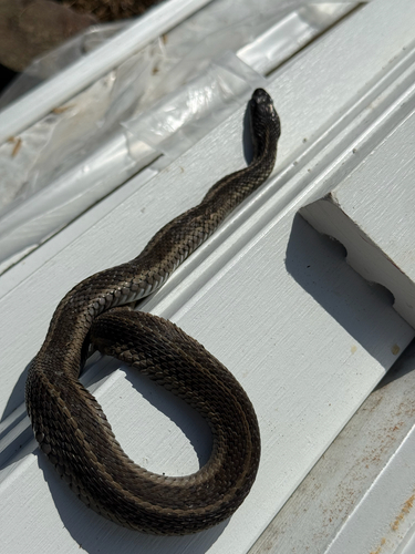 Common Garter Snake