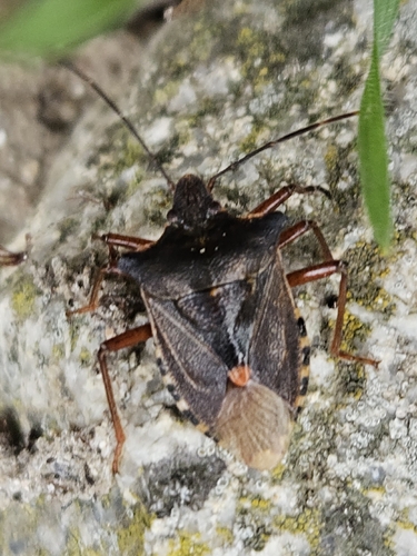 Forest Bug