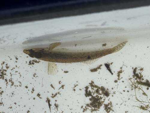 Fantail Darter