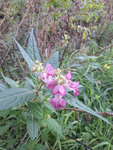 Himalayan balsam