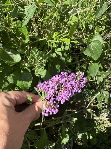 Butterfly bush