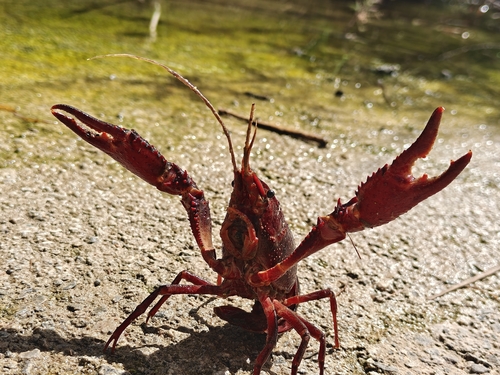 Red Swamp Crayfish