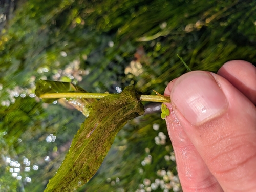 Perfoliate Pondweed
