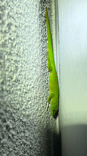 Madagascar Giant Day Gecko