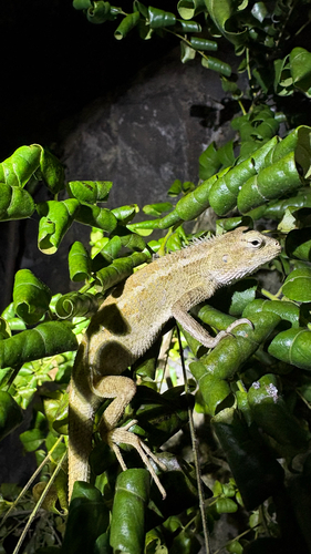 Indian Garden Lizard