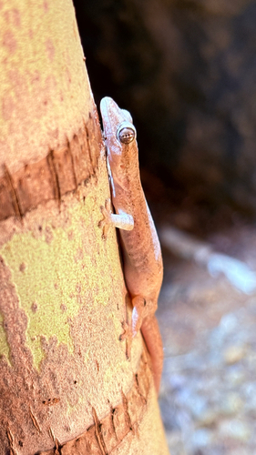 Asian House Gecko