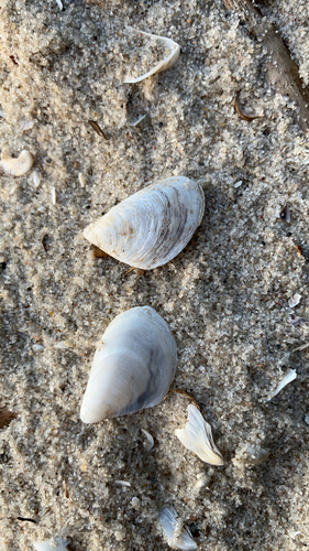 Quagga Mussel