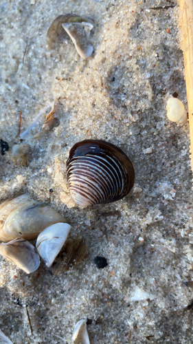 Asian Clam